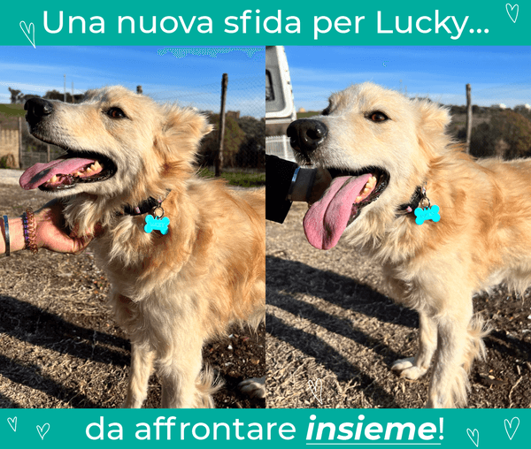 Una nuova sfida per Lucky
